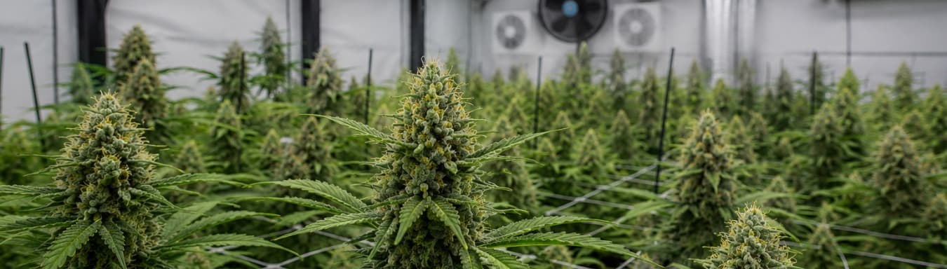 Cannabis packed for Smoakland